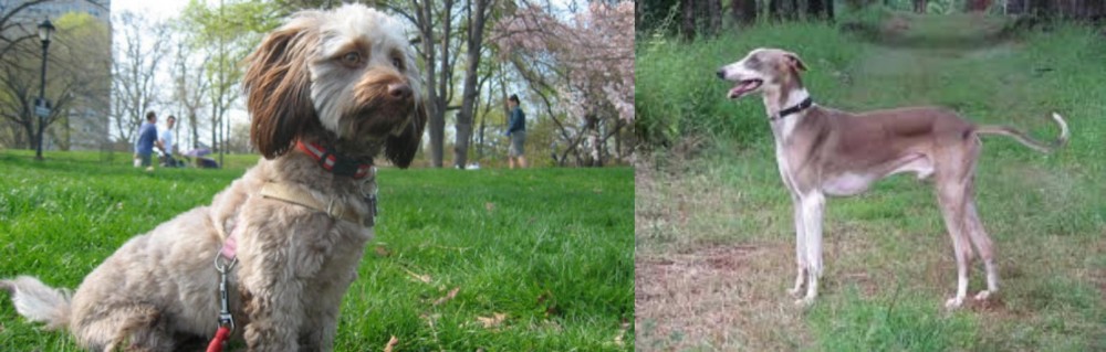 Mudhol Hound vs Doxiepoo - Breed Comparison