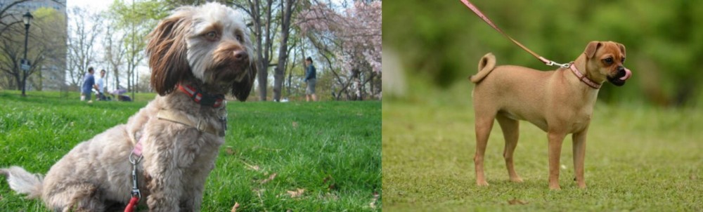 Muggin vs Doxiepoo - Breed Comparison