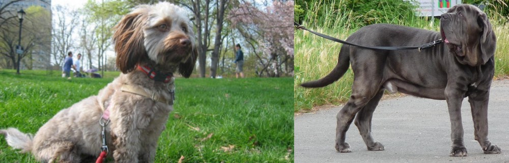 Neapolitan Mastiff vs Doxiepoo - Breed Comparison