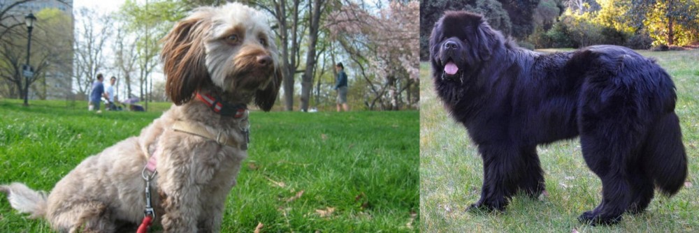 Newfoundland Dog vs Doxiepoo - Breed Comparison