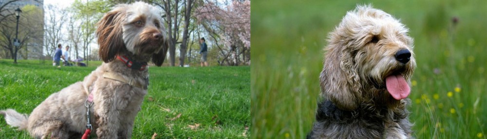Otterhound vs Doxiepoo - Breed Comparison