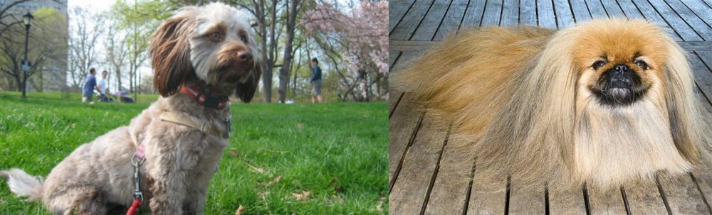 Pekingese vs Doxiepoo - Breed Comparison