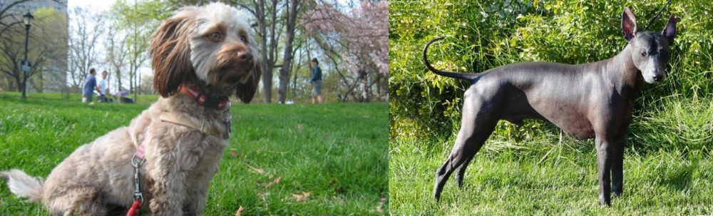 Peruvian Hairless vs Doxiepoo - Breed Comparison