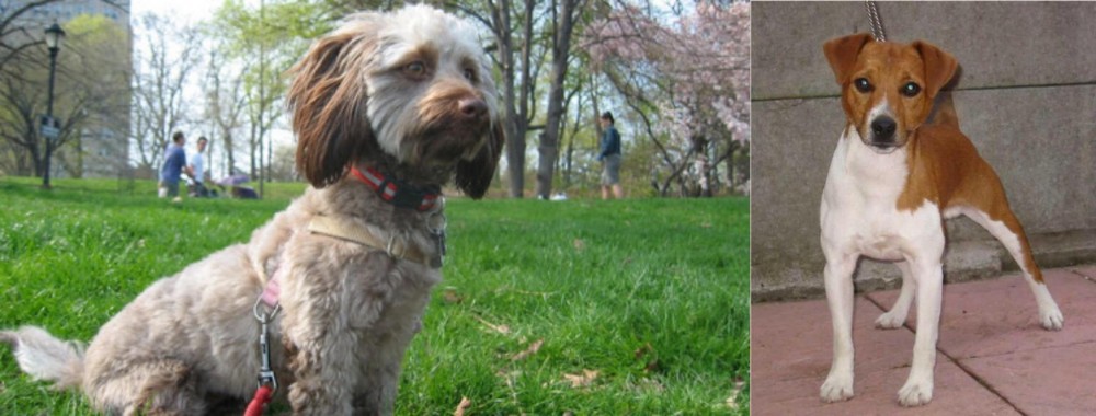 Plummer Terrier vs Doxiepoo - Breed Comparison