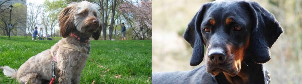 Polish Hunting Dog vs Doxiepoo - Breed Comparison