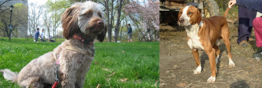 Posavac Hound vs Doxiepoo - Breed Comparison
