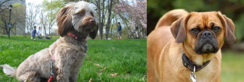 Pugalier vs Doxiepoo - Breed Comparison