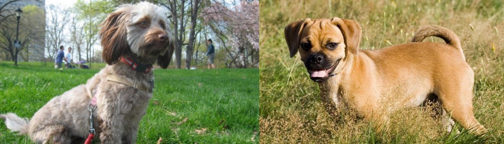 Puggle vs Doxiepoo - Breed Comparison