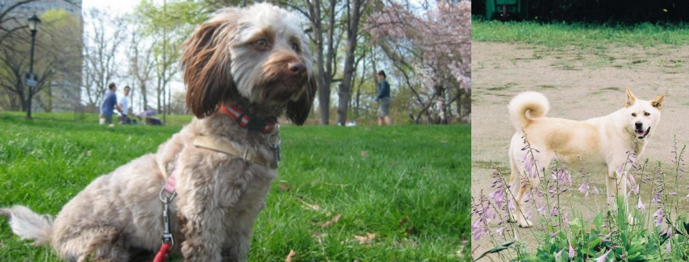 Pungsan Dog vs Doxiepoo - Breed Comparison