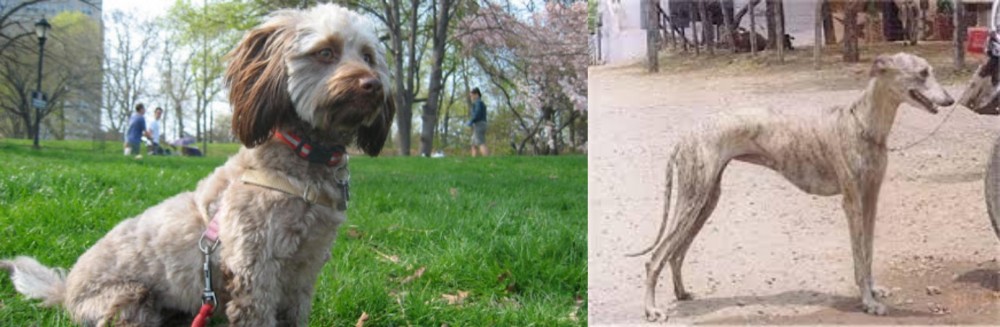 Rampur Greyhound vs Doxiepoo - Breed Comparison