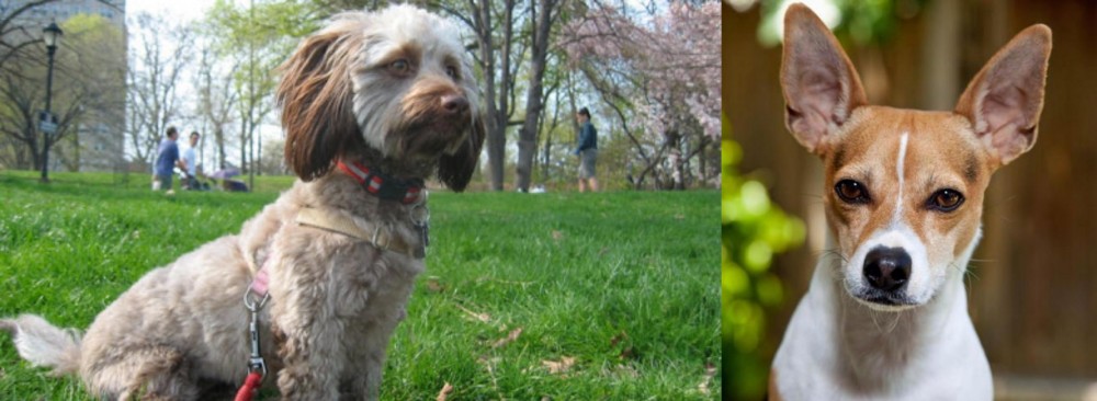 Rat Terrier vs Doxiepoo - Breed Comparison