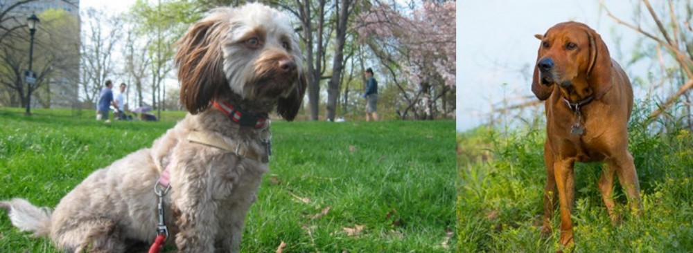 Redbone Coonhound vs Doxiepoo - Breed Comparison