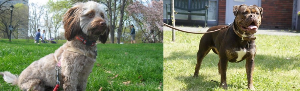 Renascence Bulldogge vs Doxiepoo - Breed Comparison