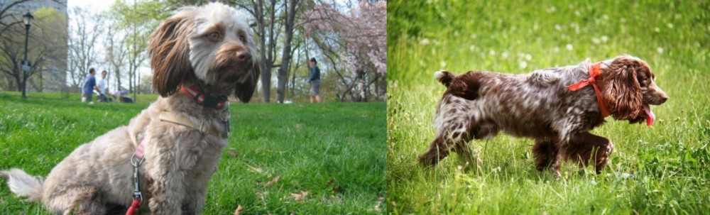 Russian Spaniel vs Doxiepoo - Breed Comparison