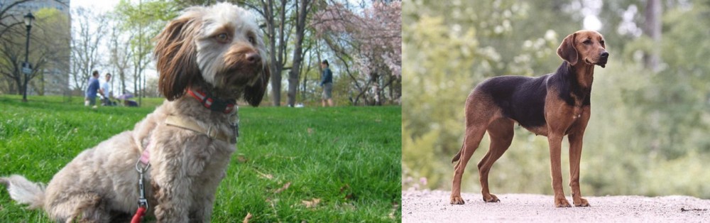Schillerstovare vs Doxiepoo - Breed Comparison