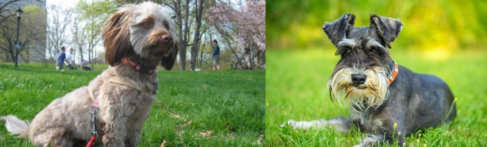 Schnauzer vs Doxiepoo - Breed Comparison