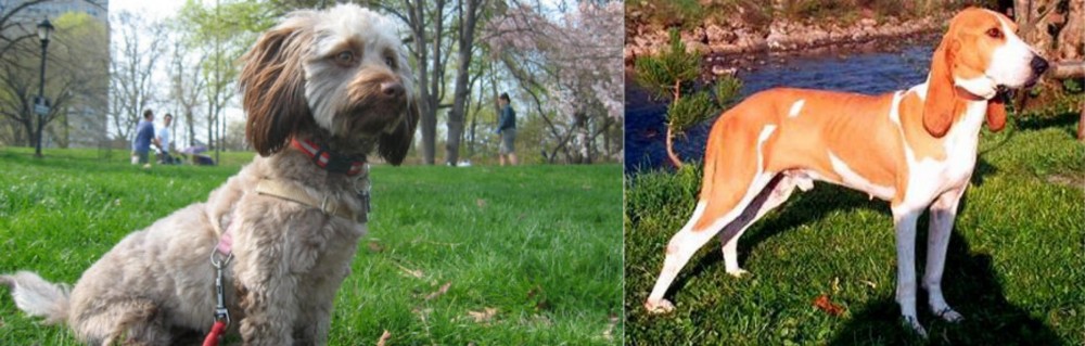 Schweizer Laufhund vs Doxiepoo - Breed Comparison