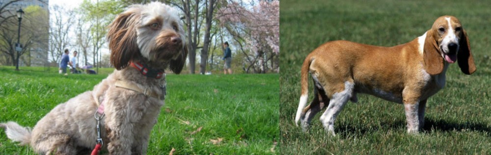 Schweizer Niederlaufhund vs Doxiepoo - Breed Comparison