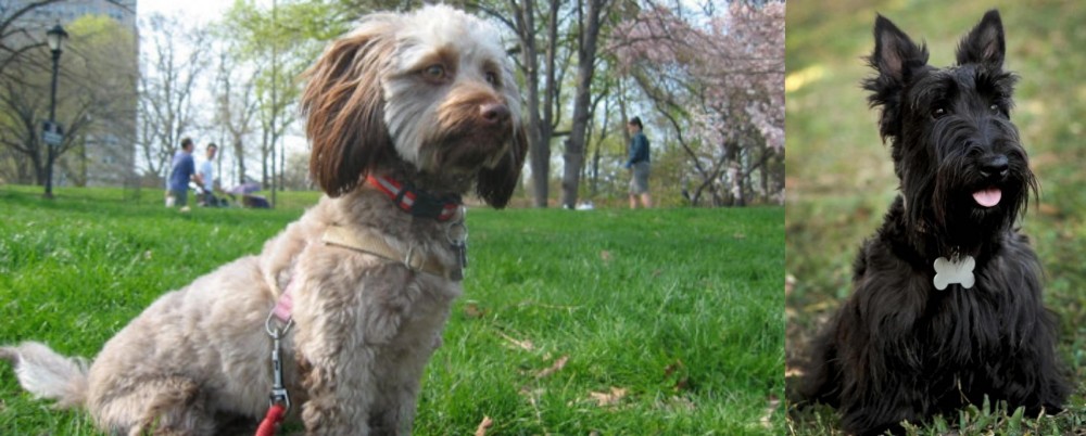 Scoland Terrier vs Doxiepoo - Breed Comparison