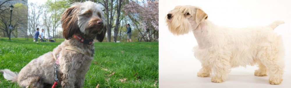 Sealyham Terrier vs Doxiepoo - Breed Comparison