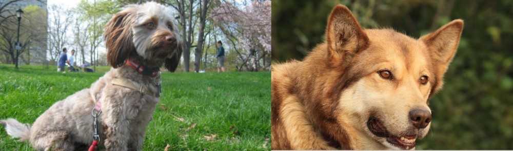 Seppala Siberian Sleddog vs Doxiepoo - Breed Comparison