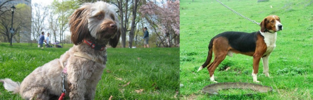 Serbian Tricolour Hound vs Doxiepoo - Breed Comparison