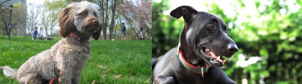 Shepard Labrador vs Doxiepoo - Breed Comparison