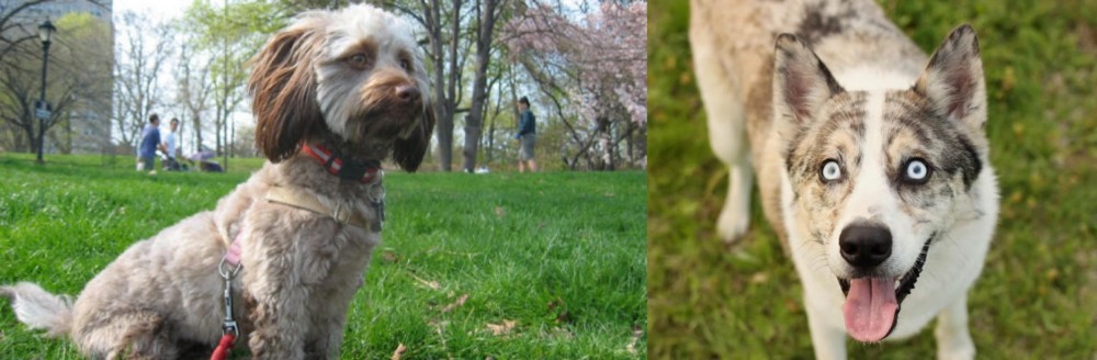 Shepherd Husky vs Doxiepoo - Breed Comparison