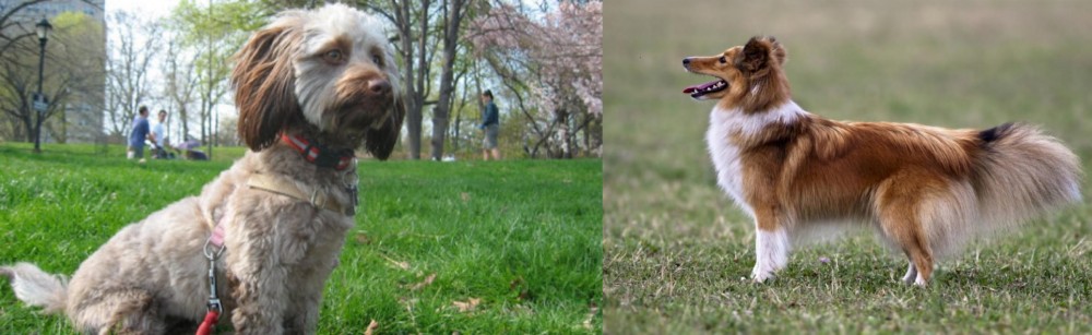 Shetland Sheepdog vs Doxiepoo - Breed Comparison