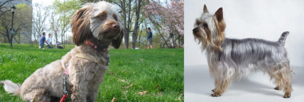 Silky Terrier vs Doxiepoo - Breed Comparison