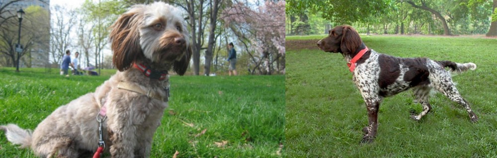 Small Munsterlander vs Doxiepoo - Breed Comparison