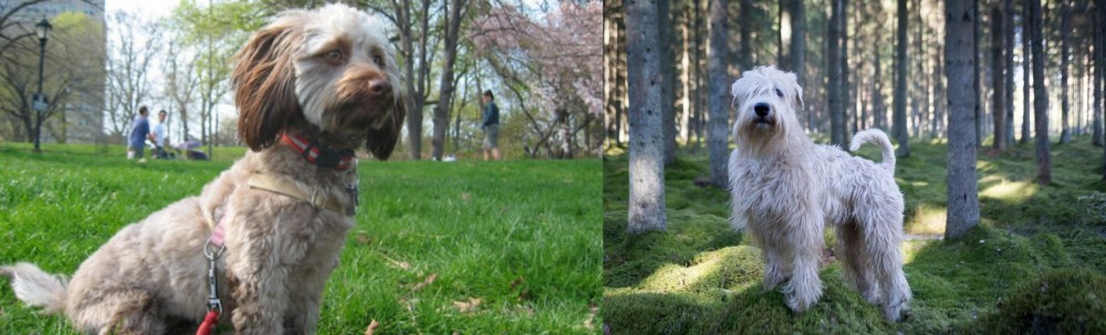 Soft-Coated Wheaten Terrier vs Doxiepoo - Breed Comparison