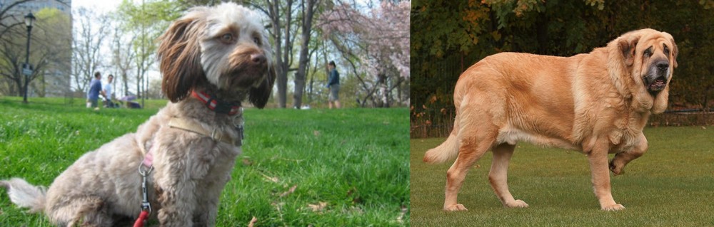Spanish Mastiff vs Doxiepoo - Breed Comparison