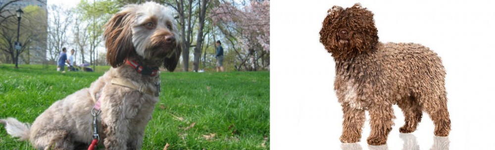 Spanish Water Dog vs Doxiepoo - Breed Comparison
