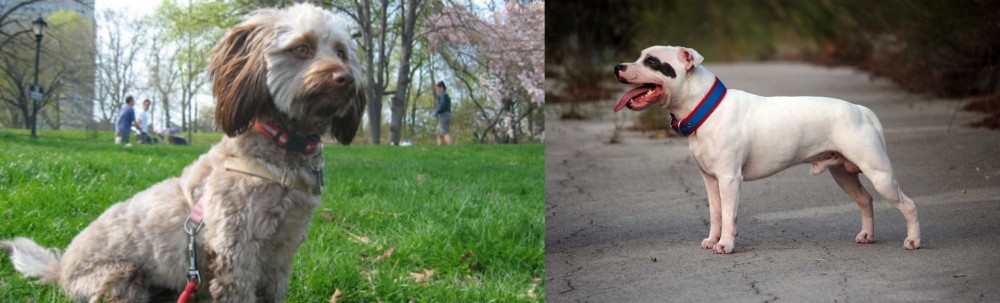 Staffordshire Bull Terrier vs Doxiepoo - Breed Comparison