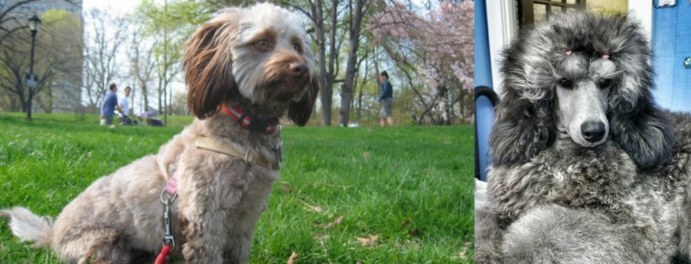 Standard Poodle vs Doxiepoo - Breed Comparison