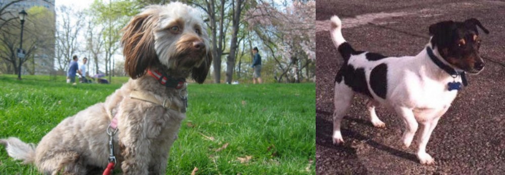 Teddy Roosevelt Terrier vs Doxiepoo - Breed Comparison