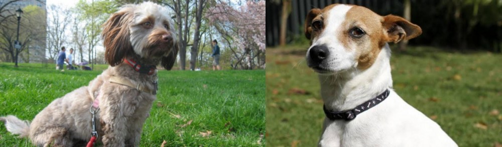 Tenterfield Terrier vs Doxiepoo - Breed Comparison