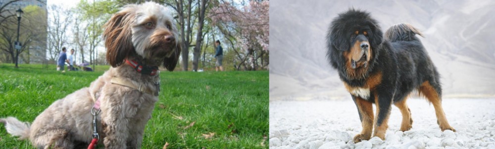 Tibetan Mastiff vs Doxiepoo - Breed Comparison