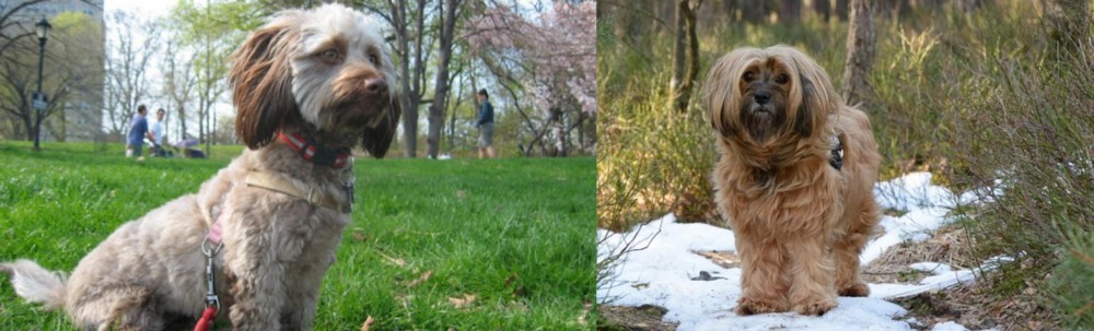 Tibetan Terrier vs Doxiepoo - Breed Comparison
