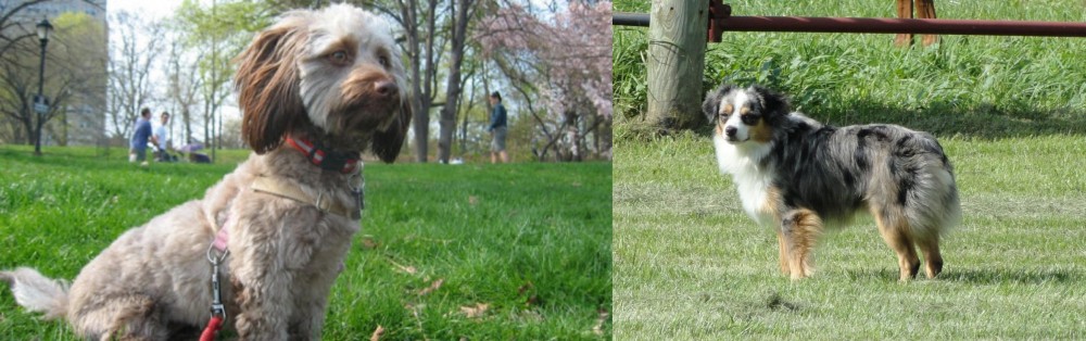 Toy Australian Shepherd vs Doxiepoo - Breed Comparison