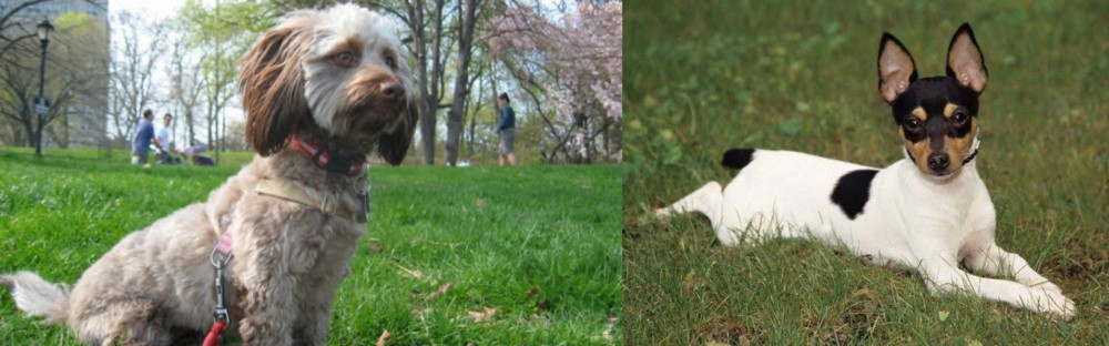 Toy Fox Terrier vs Doxiepoo - Breed Comparison