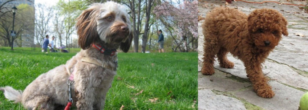 Toy Poodle vs Doxiepoo - Breed Comparison