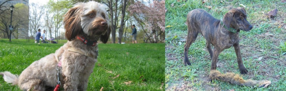 Treeing Cur vs Doxiepoo - Breed Comparison