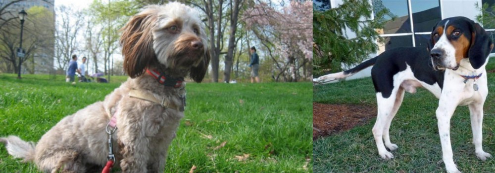 Treeing Walker Coonhound vs Doxiepoo - Breed Comparison