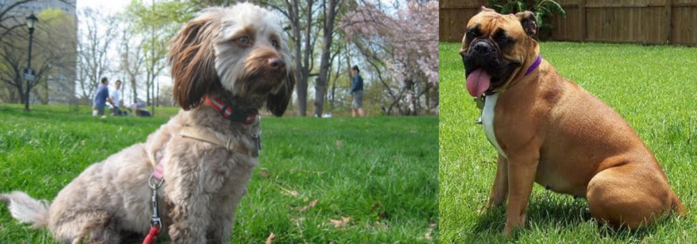 Valley Bulldog vs Doxiepoo - Breed Comparison