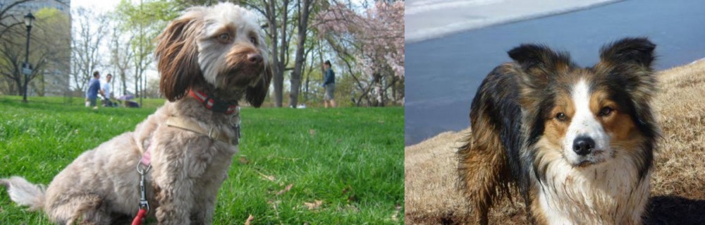Welsh Sheepdog vs Doxiepoo - Breed Comparison