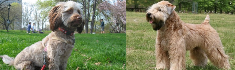 Wheaten Terrier vs Doxiepoo - Breed Comparison