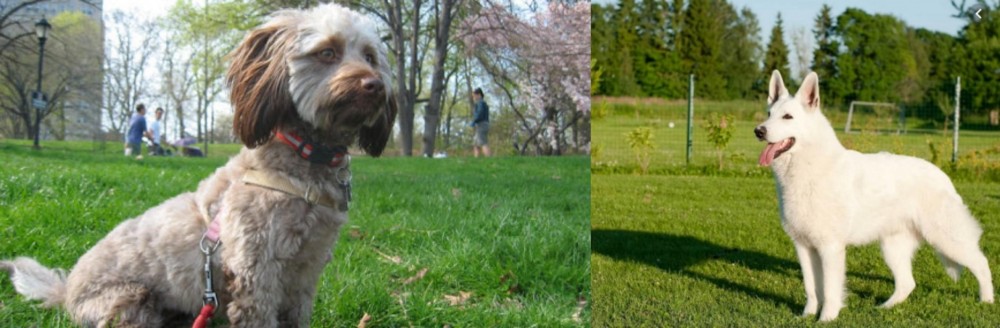 White Shepherd vs Doxiepoo - Breed Comparison