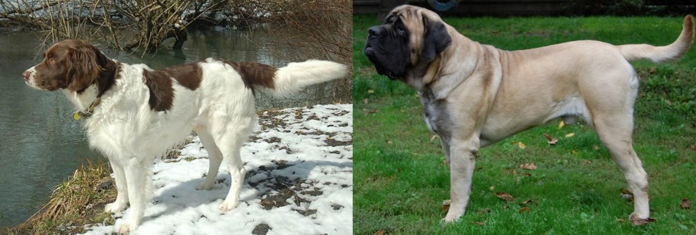 English Mastiff vs Drentse Patrijshond - Breed Comparison